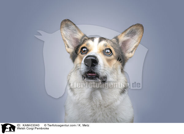 Welsh Corgi Pembroke / KAM-03040