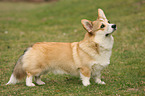 Welsh Corgi Pembroke
