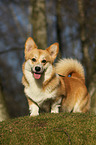Welsh Corgi Pembroke