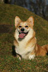 Welsh Corgi Pembroke