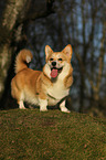 Welsh Corgi Pembroke