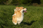 Welsh Corgi Pembroke