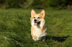 Welsh Corgi Pembroke