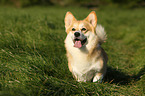 Welsh Corgi Pembroke