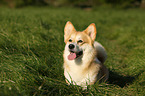 Welsh Corgi Pembroke