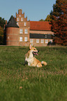 sitting Welsh Corgi Pembroke