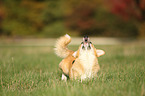 Welsh Corgi Pembroke