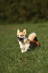 Welsh Corgi Pembroke