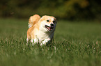 running Welsh Corgi Pembroke