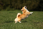 playing Welsh Corgi Pembroke