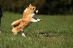 playing Welsh Corgi Pembroke
