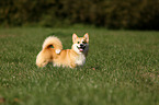 Welsh Corgi Pembroke