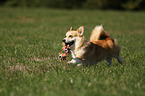 playing Welsh Corgi Pembroke