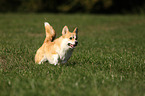 running Welsh Corgi Pembroke