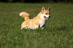 running Welsh Corgi Pembroke