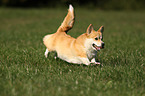 running Welsh Corgi Pembroke