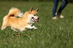 running Welsh Corgi Pembroke