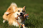 playing Welsh Corgi Pembroke