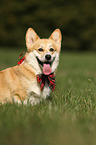 sitting Welsh Corgi Pembroke