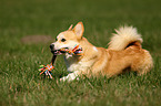jumping Welsh Corgi Pembroke