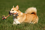jumping Welsh Corgi Pembroke