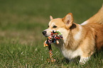 playing Welsh Corgi Pembroke