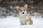 sitting Welsh Corgi Pembroke Puppy