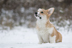 sitting Welsh Corgi Pembroke Puppy