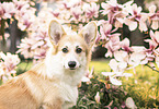 Welsh Corgi Pembroke