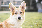 Welsh Corgi Pembroke portrait