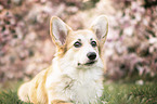 lying Welsh Corgi Pembroke