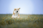 Welsh Corgi Pembroke runs over meadow