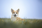 sitting Welsh Corgi Pembroke