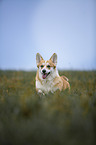Welsh Corgi Pembroke runs over meadow