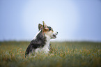 sitting Welsh Corgi Pembroke