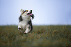 Welsh Corgi Pembroke runs over meadow