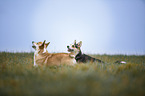 two Welsh Corgi Pembrokes