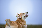 Welsh Corgi Pembroke