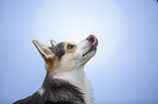 Welsh Corgi Pembroke Portrait