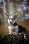 young Welsh Corgi Pembroke