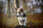 young Welsh Corgi Pembroke