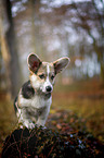 young Welsh Corgi Pembroke