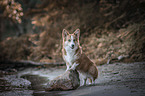 standing Welsh Corgi Pembroke