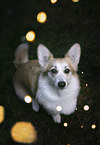 sitting Welsh Corgi Pembroke