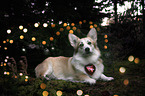 lying Welsh Corgi Pembroke