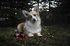 lying Welsh Corgi Pembroke