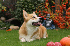 lying Welsh Corgi Pembroke