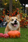 lying Welsh Corgi Pembroke