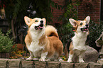 2 Welsh Corgi Pembroke