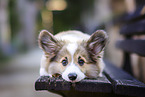 Welsh Corgi Pembroke puppy